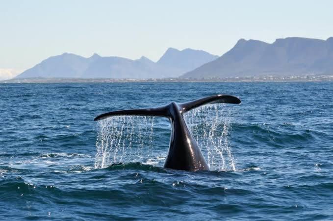 Central Mountain View Apartment, Hermanus Waterfront Esterno foto